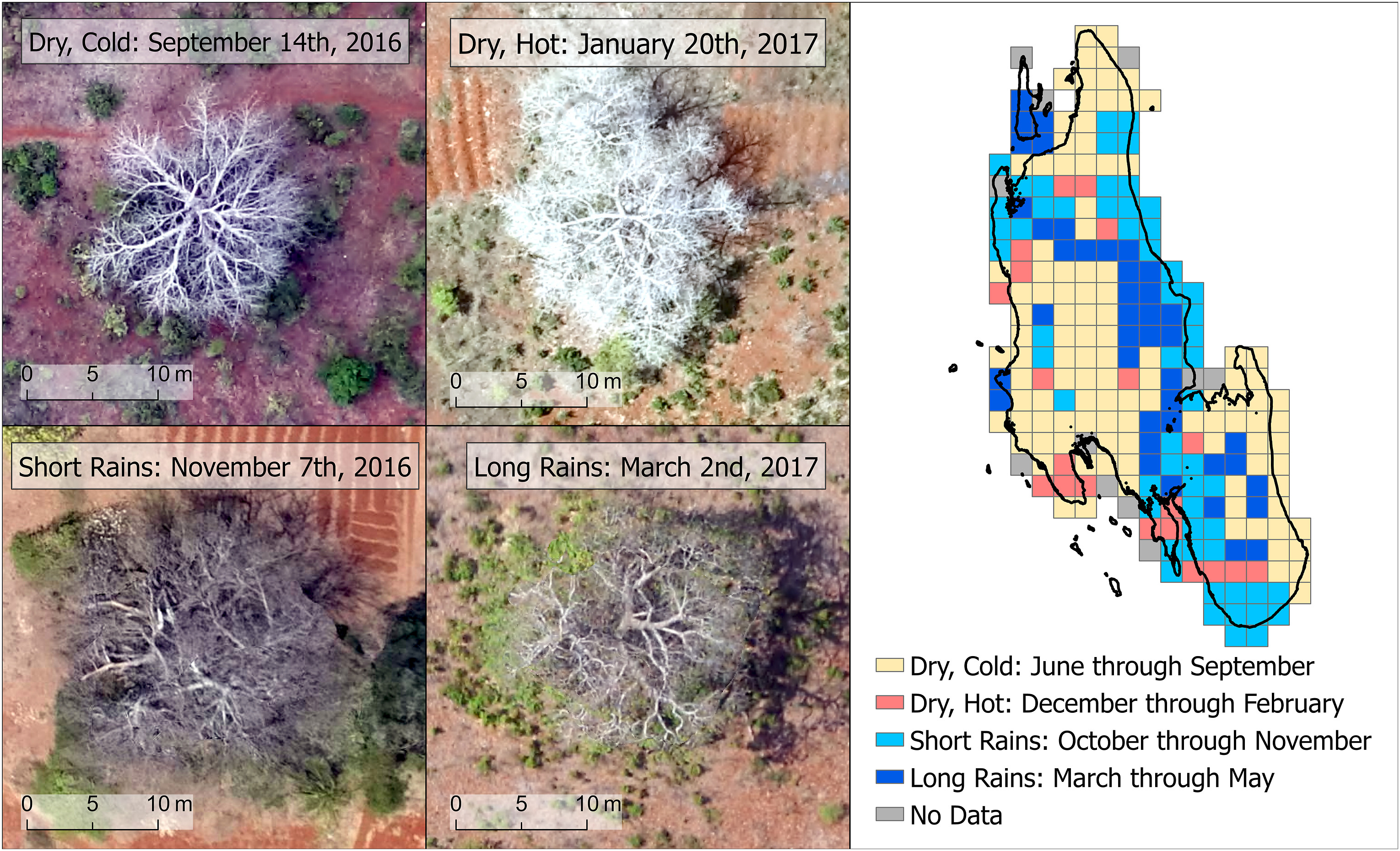 imagery of baobab trees from a drone
